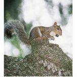 Dikke noot staand fotobeeldje<br><div class="desc">Squirrel ontbijt graag in Riverhills Park in Temple Terrace,  Florida.</div>
