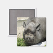 Dikke Piggy | Landbouwgrond Magneet (Voorkant / Achterkant)