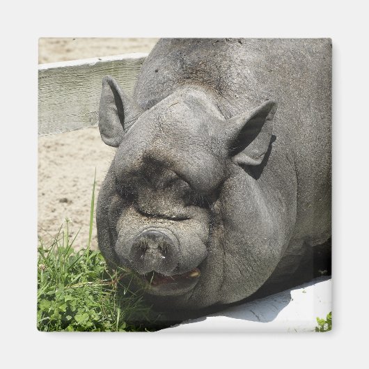 Dikke Piggy | Landbouwgrond Magneet (Voorkant)