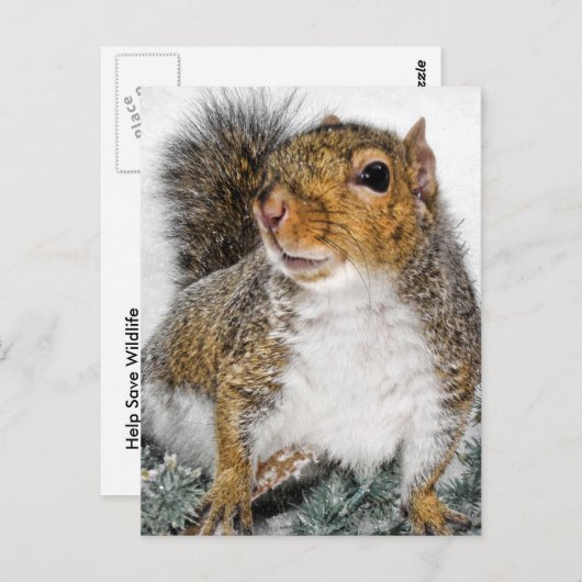 Dikke sneeuw briefkaart (Voorkant / Achterkant)