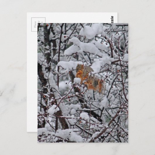 Dikke sneeuwboom briefkaart (Voorkant / Achterkant)