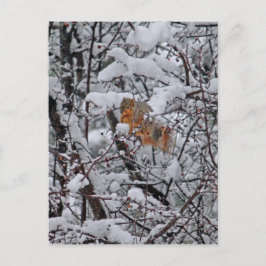 Dikke sneeuwboom briefkaart