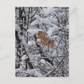 Dikke sneeuwboom briefkaart (Voorkant)