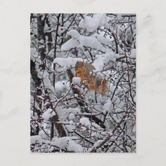 Dikke sneeuwboom briefkaart (Voorkant)