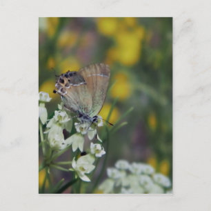 Dikkopvlinder op een bloem briefkaart