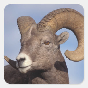 dikschaap, bergschaap, Ovis canadensis, Vierkante Sticker