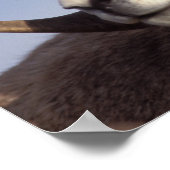 dikschaap, Ovis canadensis, Poster (Hoek)