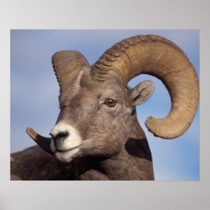 dikschaap, Ovis canadensis, Poster