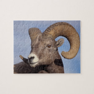 diksnuit schaap, bergschaap, Ovis canadensis, Legpuzzel