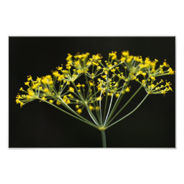 Dil (Anethum graveolens) Foto Afdruk