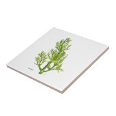 Dill Art Keramiek Tegels Tegeltje (Zijkant)