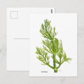 Dill Kunst Briefkaart (Voorkant / Achterkant)