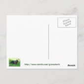 Dill Pickle Recipe Briefkaart (Achterkant)