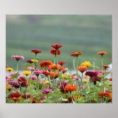 Dillard Fields Poster (Voorkant)