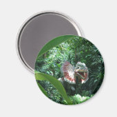 Dilophosaurus dinosaurus in het wild magneet (Voorkant / Achterkant)