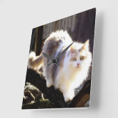 Dilute Calico Maine Coon Cat Clock Vierkante Klok (Hoek)