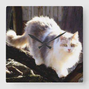 Dilute Calico Maine Coon Cat Clock Vierkante Klok