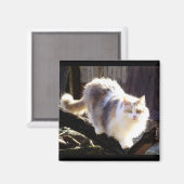 Dilute Calico Maine Coon Cat Magnet (Voorkant / Achterkant)