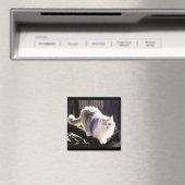 Dilute Calico Maine Coon Cat Magnet (Insitu (Vaatwasser))