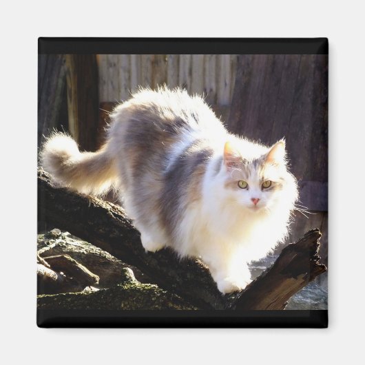 Dilute Calico Maine Coon Cat Magnet (Voorkant)