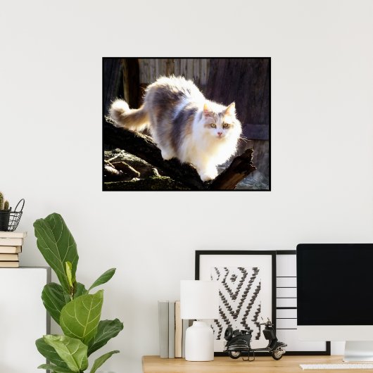 Dilute Calico Maine Coon Cat Poster (Thuiskantoor)