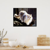 Dilute Calico Maine Coon Cat Poster (Keuken)