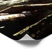 Dilute Calico Maine Coon Cat Poster (Hoek)