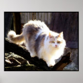 Dilute Calico Maine Coon Cat Poster (Voorkant)
