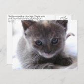 Dilute Tortoiseshel Kitten Briefkaart (Voorkant / Achterkant)