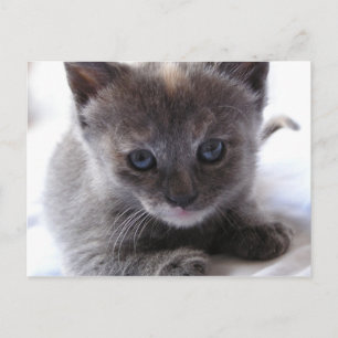 Dilute Tortoiseshel Kitten Briefkaart