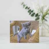 Dilute Tortoiseshel Kitten Briefkaart (Staand voorkant)