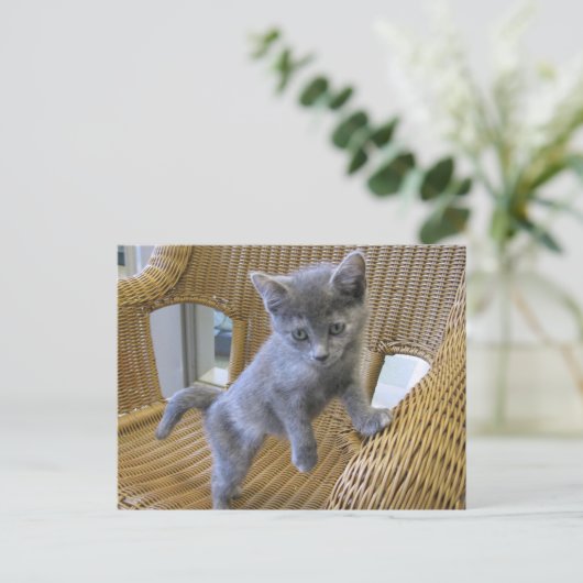 Dilute Tortoiseshel Kitten Briefkaart (Staand voorkant)