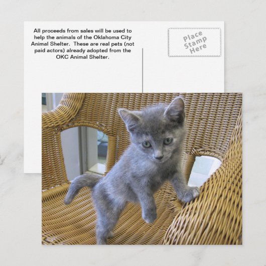 Dilute Tortoiseshel Kitten Briefkaart (Voorkant / Achterkant)