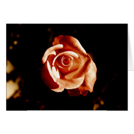 Dim Roze Rose