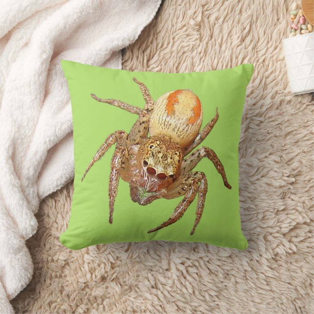 Dimorfe springspin (Maevia inclemens) Kussen (Deken)