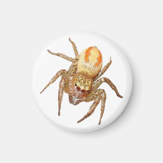 Dimorfe springspin (Maevia inclemens) Magneet