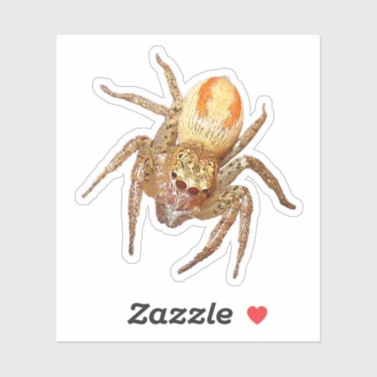 Dimorfe springspin (Maevia inclemens) Sticker (Vel)