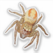 Dimorfe springspin (Maevia inclemens) Sticker (Voorkant)
