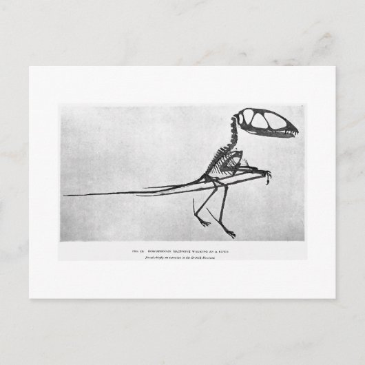 Dimorfodon macronyx art briefkaart (Voorkant)