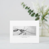 Dimorfodon macronyx art briefkaart (Staand voorkant)