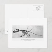 Dimorfodon macronyx art briefkaart (Voorkant / Achterkant)