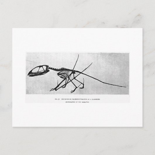 Dimorfodon macronyx art briefkaart (Voorkant)
