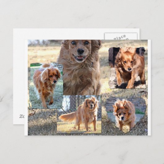 dinah briefkaart (Voorkant / Achterkant)