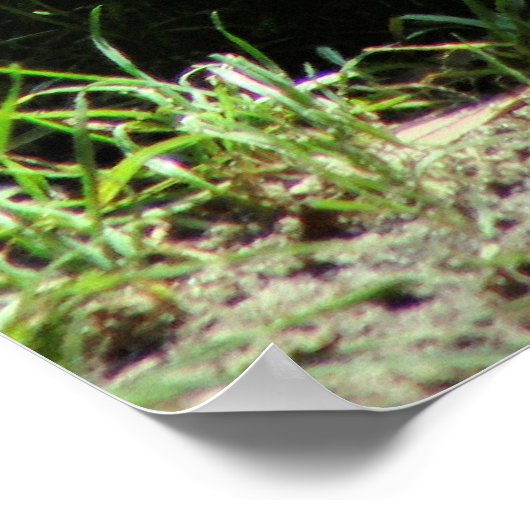 Dinasaur Poster (Hoek)