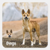 Dingo-achtergrond Vierkante Sticker (Voorkant)
