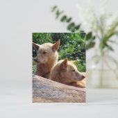 dingo australië briefkaart (Staand voorkant)