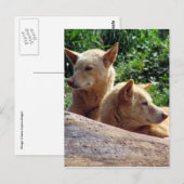 dingo australië briefkaart (Voorkant / Achterkant)