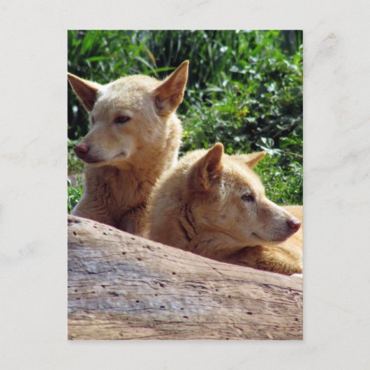 dingo australië briefkaart (Voorkant)
