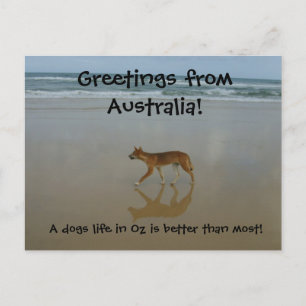Dingo briefkaart