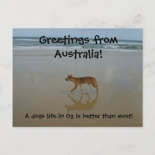 Dingo briefkaart (Voorkant)